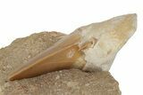 Otodus Shark Tooth Fossil in Rock - Eocene #230895-2